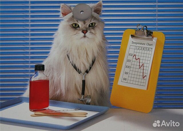 Кастрация, стерилизация