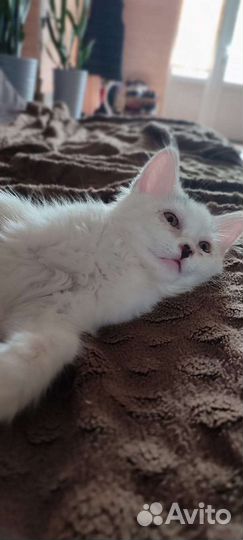 Котёнок в добрые руки мальчик