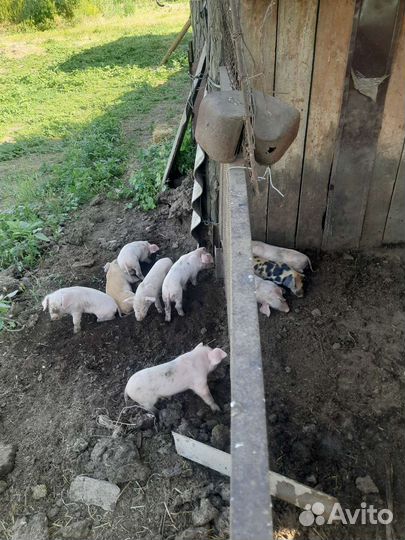 Продаю поросят