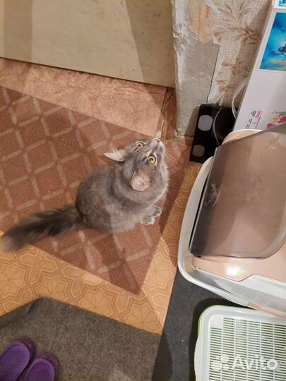 Кошка в дар бесплатно