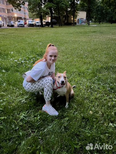 Выгульщик собак, догситтер