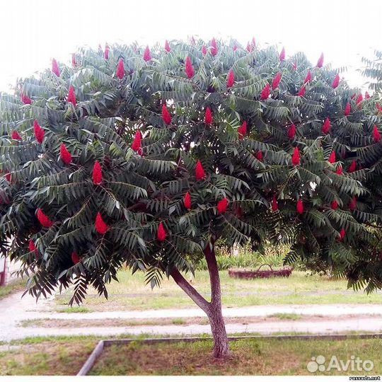 Сумах (саженцы)