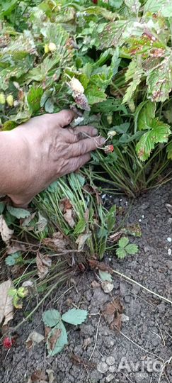 Земляника садовая