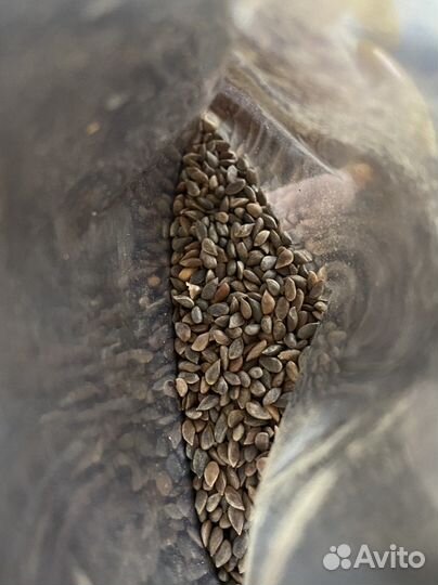 Семена ель голубая глаука кейбаб