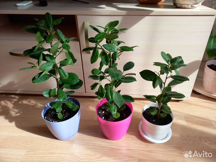 Фикус Мокламе