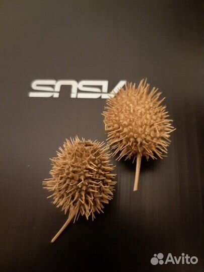 Бурнаки (верблюжья колючка) от гайморита