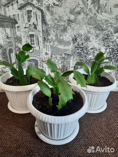 Комнатные растения цветы Декабрист/Шлюмбергера