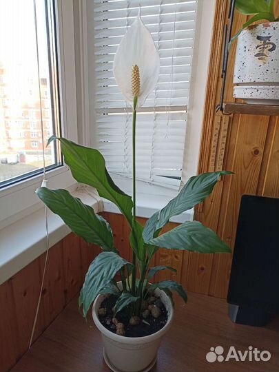 Спатифиллум