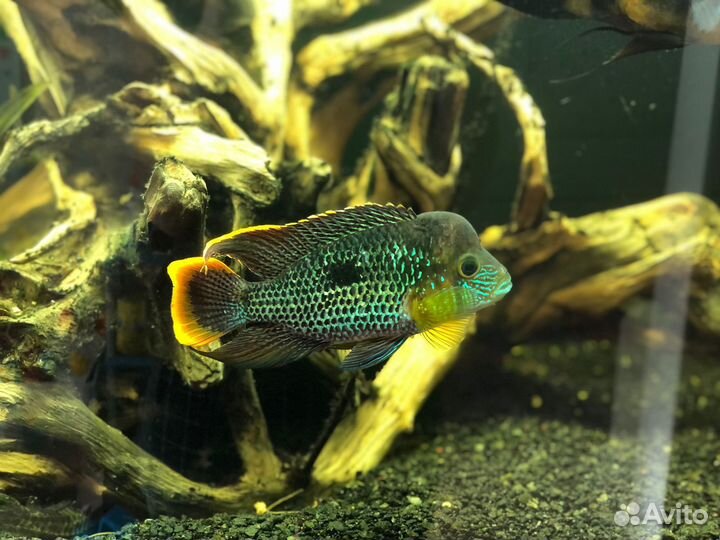 Астронотусы и бирюзовые акары