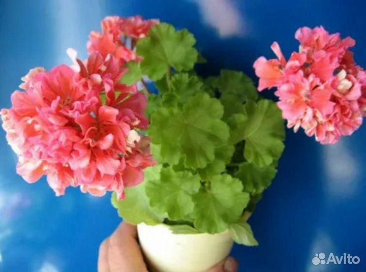 Пеларгония