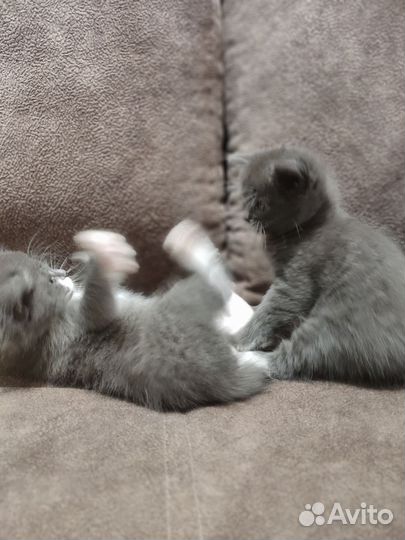 Котята два мальчика