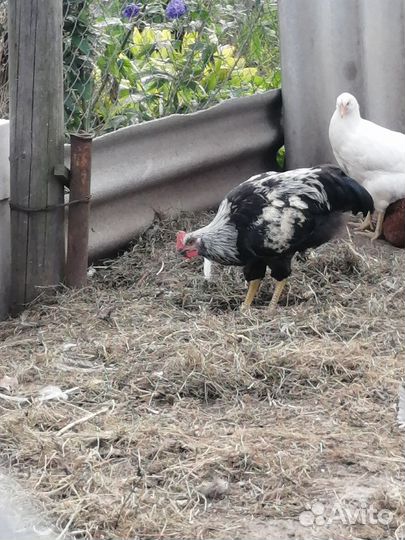 Молодые петухи
