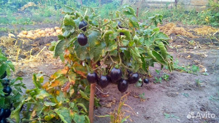 Семена Томатов и перца