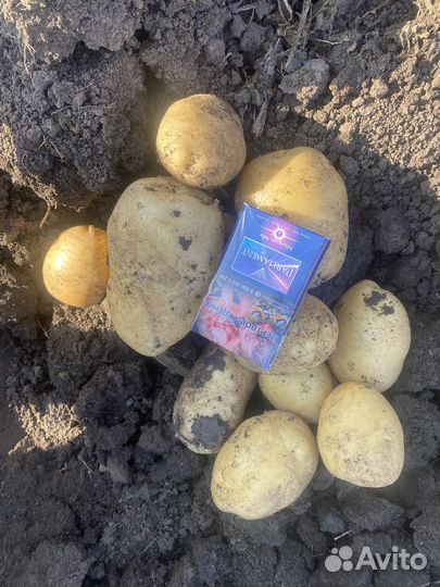 Картофель оптом