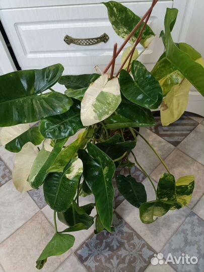 Большие комнатные растения