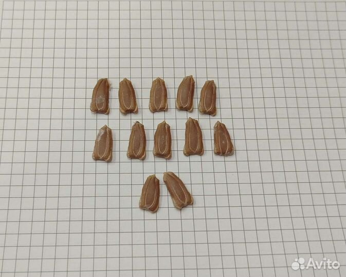 Семена лагенарии