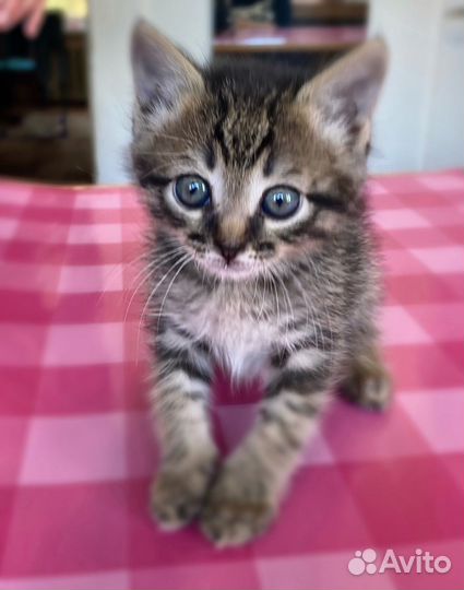 Кошка девочка котенок