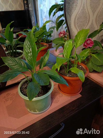 Спатифиллум