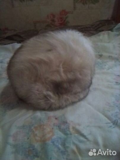 Продам шапки