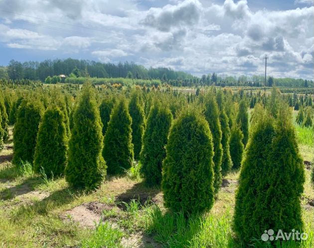 Туя smaragd (смарагд)