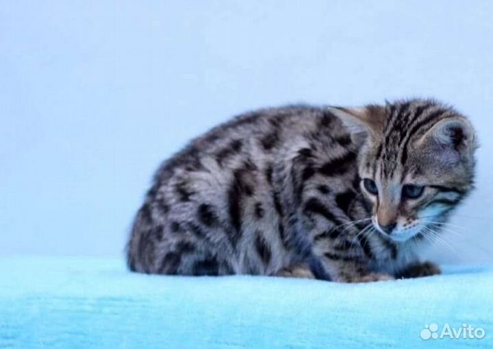 Бенгальская алк ф1