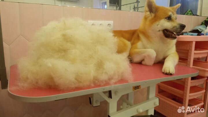 Груминг Вычес Стрижка Триминг собак,кошек