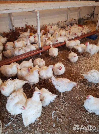 Куры бройлеры живым весом