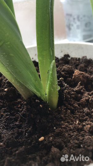 Гиппеаструм амариллис цветущий, крупные луковицы