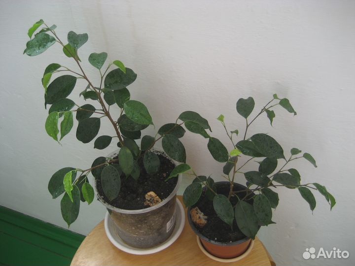 Фикус бенджамина