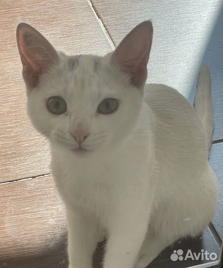 Кошка в дар