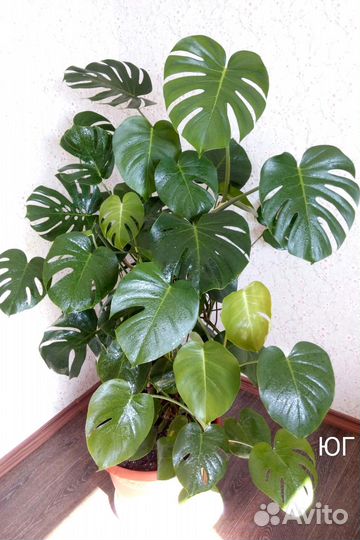 Монстера - комнатные цветы