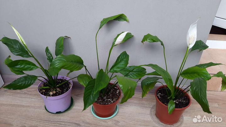 Спатифиллум