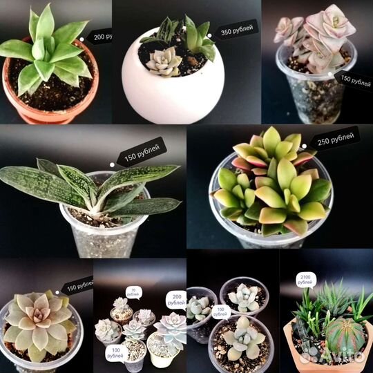 Суккуленты. Кактусы