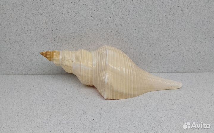 Хемифусус Туба 23,4 морская ракушка раковина