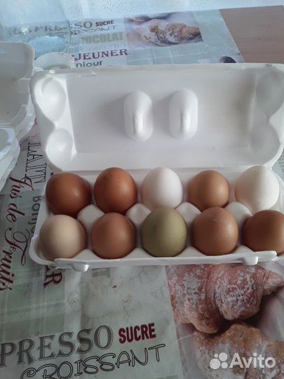 Яйца домашние