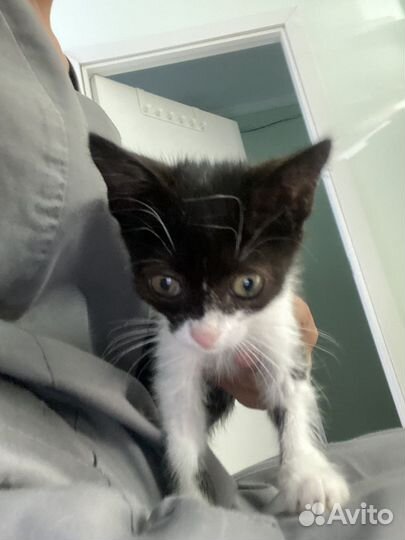 Котенок бесплатно мальчик