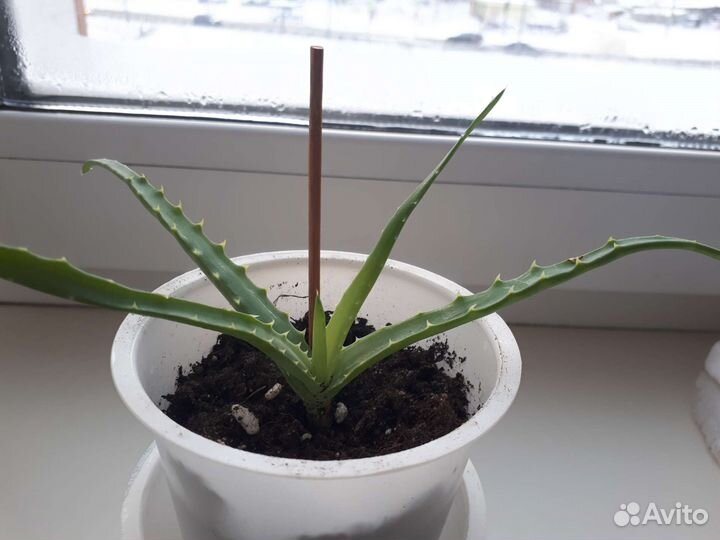 Алоэ лечебный