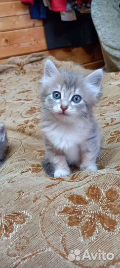 Котята в добрые руки бесплатно