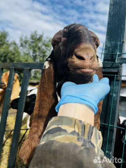 Козье молоко, сыр, мороженое