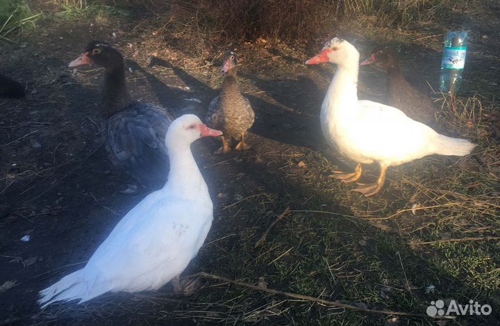 Мускусные утки