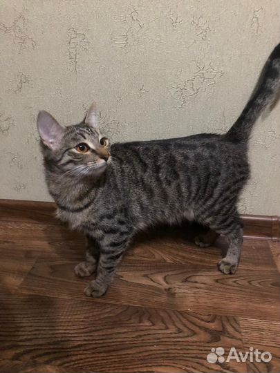 Кошка в дар бесплатно