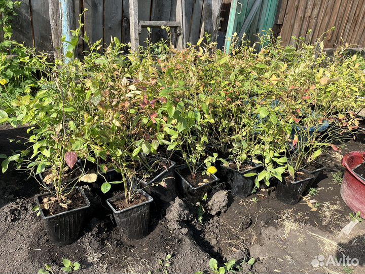 Саженцы голубики