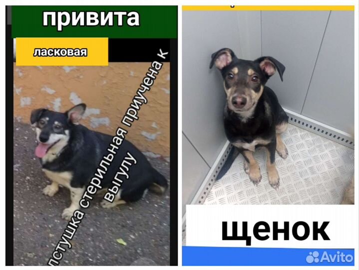 Щенки собачки