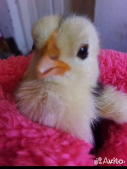 Карликовый кохинхин