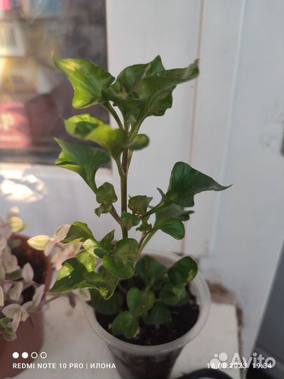 Кализия розовая, альтернатера за оба цветка