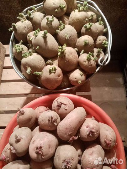 Продам деревенский семенной картофель