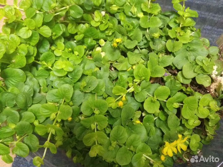 Вербейник монетчатый