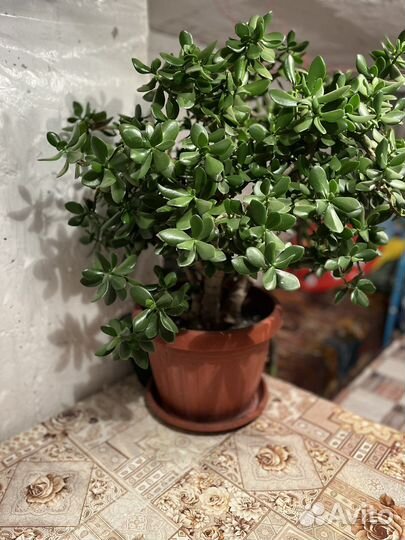 Толстянка, денежное дерево