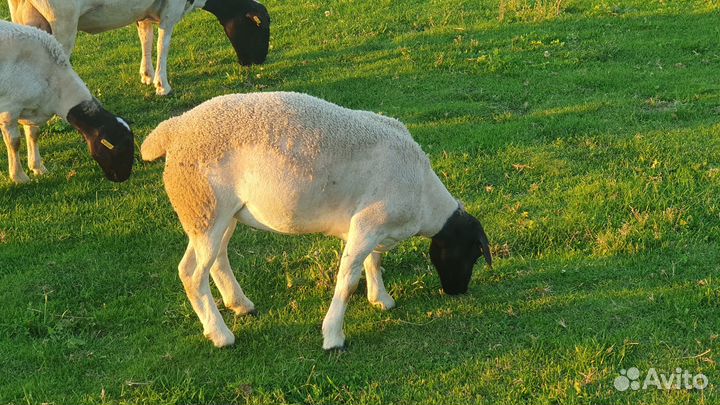 Дорпер ярки