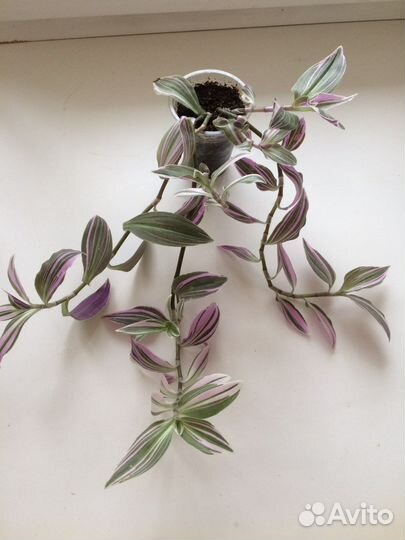 Традесканция